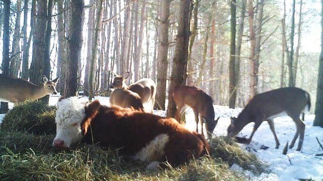 Egy tehén elmenekült a mészárszékről, és egy szarvascsaládhoz csapódva túlélte a hideg telet