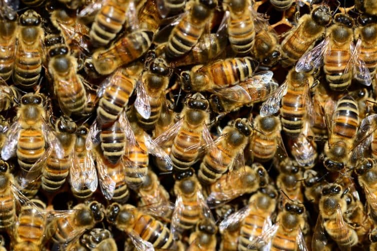 A méhek összefognak, hogy megmentsék társukat a haláltól (videó)
