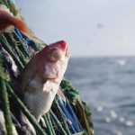 Miért ne hagyd figyelmen kívül a globális túlhalászás környezeti hatásait?