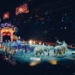 Wales kormánya megmentené a cirkuszi állatokat