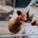 700 millió csirkét ölnek meg Amerikában a Super Bowl miatt