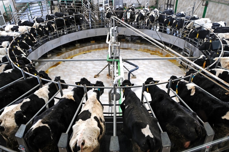 Százasával zárnak be a brit tejfarmok a vegán térhódítás miatt