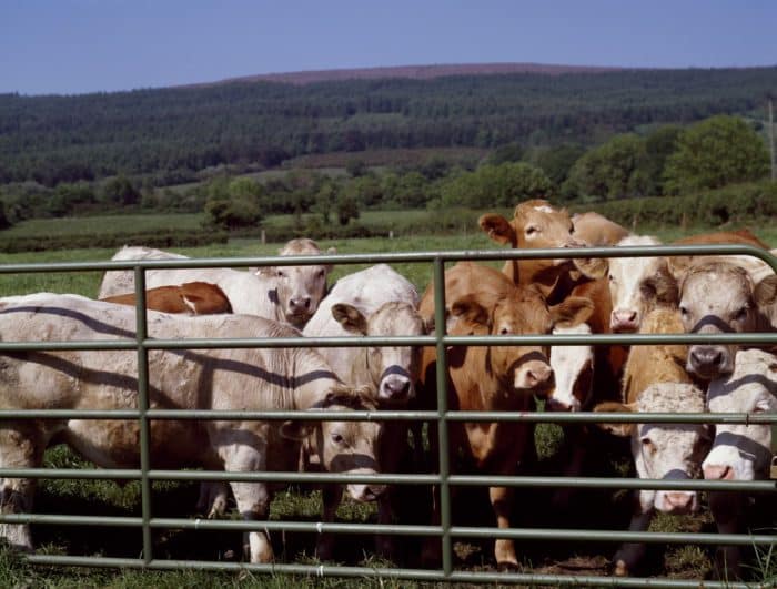 Földterület 75%-át állattenyésztésre használjuk