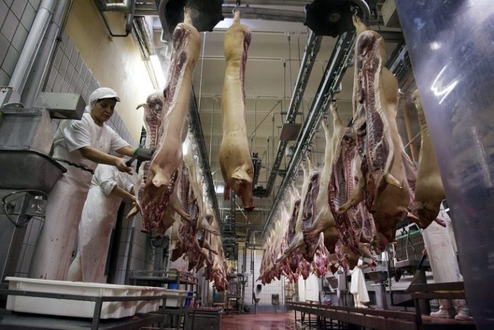Piero Pini Hungry Meat Kft. költségvetési csalás