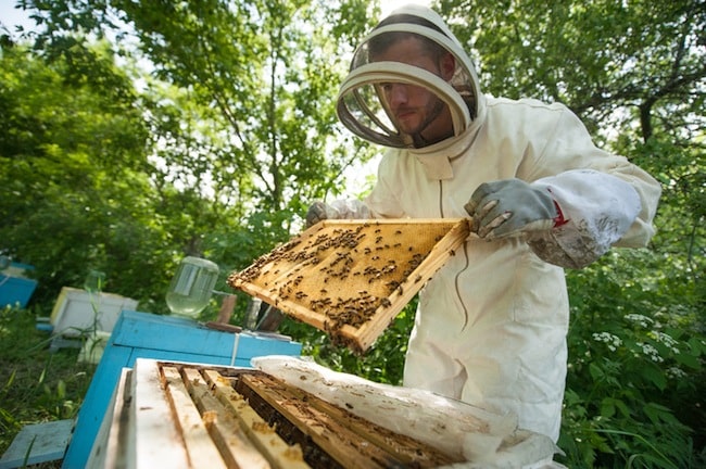 A méhész és a méhek - miért nem esznek mézet a vegánok?