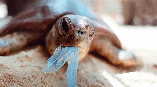 A műanyag veszélyezteti a vízi élővilágot