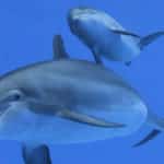 Delfinpopulációk halhatnak ki a halászat miatt