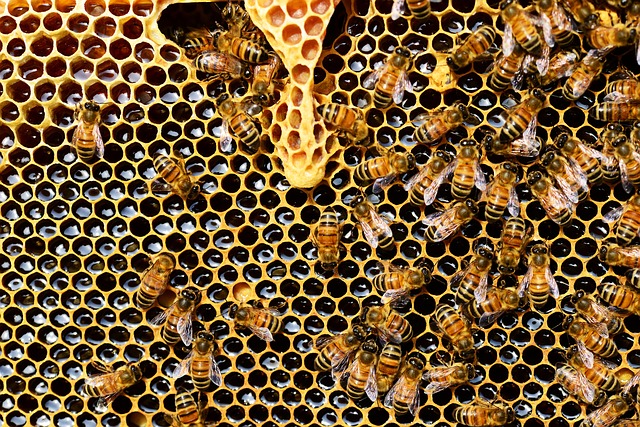 Miért nem vegán a méz?