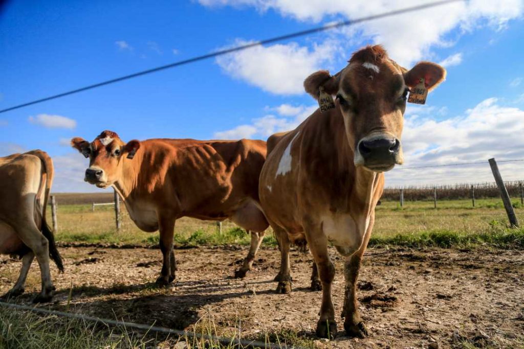 Múlt évben közel 3000 tejipari farm zárt be az USA-ban