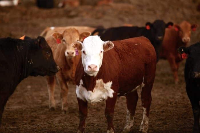 A húsipar az elsődleges okozója a klímavészhelyzetnek