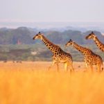 A zsiráfok is felkerülhetnek a veszélyeztetett fajok listájára