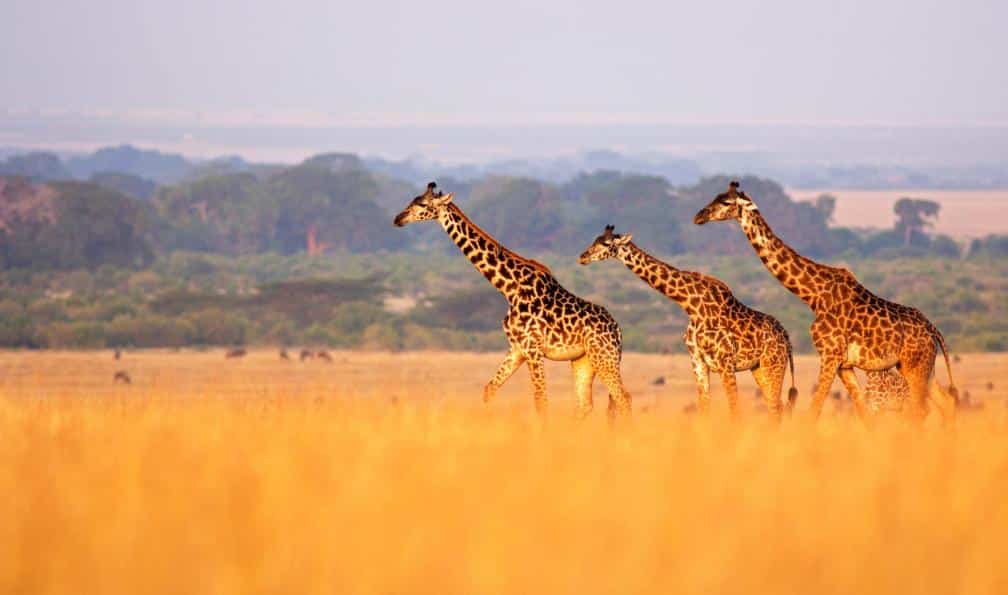 A kihalás fenyegeti a zsiráfokat