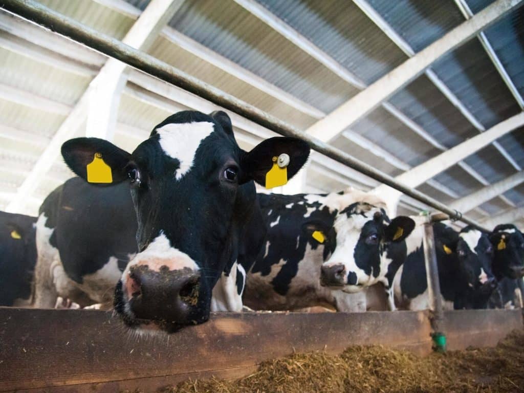 A hús- és a tejipar jobban hozzájárul a klímaváltozáshoz, mint az olajipar