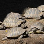 Az étkezési szokásaink több teknőst ölnek meg, mint az állatkerti teknőst agyonverő nő