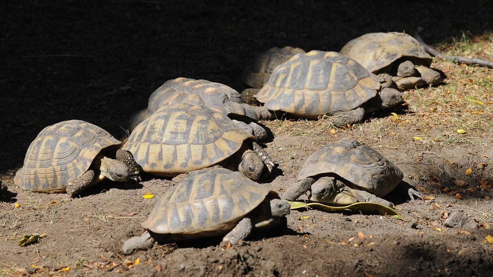 Az étkezési szokásaink több teknőst ölnek meg, mint az állatkerti teknőst agyonverő nő