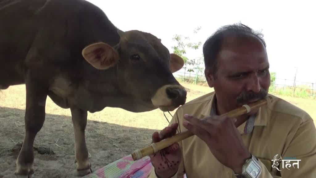 a mentett tehén hallgatja a zenét