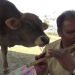 Egy férfi mentett teheneknek fuvolázik, akik ettől teljesen ellazulnak (videó)
