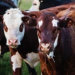 Metánblokkoló takarmányt kaphatnak az Egyesült Királyságban élő marhák