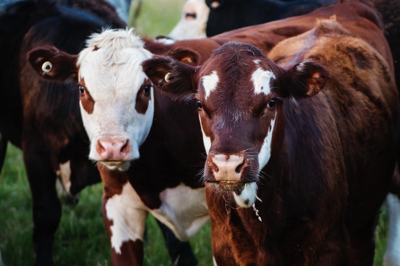 Metánblokkoló takarmányt kaphatnak az Egyesült Királyságban élő marhák