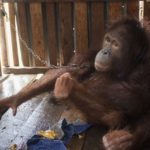 Négy ketrecben töltött év után végre szabad Senandung, a fiatal orángután
