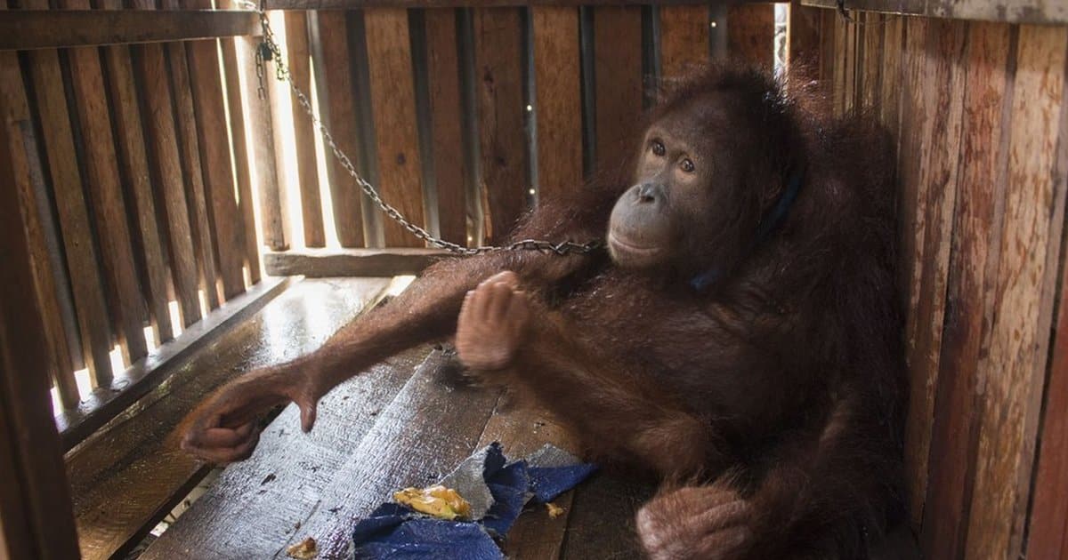 Négy ketrecben töltött év után szabad a fiatal orángután