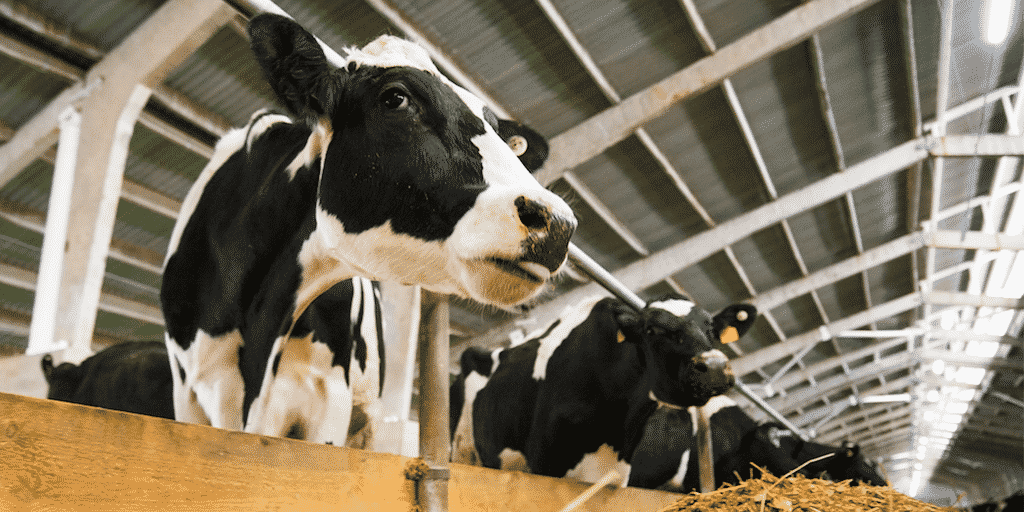 Összeomolhat a hús- és tejipar 2030-ra, állítja egy új jelentés