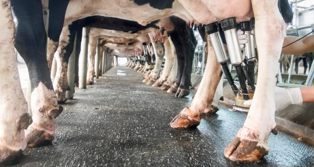Kétszer annyi tejmarhát öltek le eddig Írországban, mint húsmarhát
