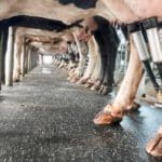 Miért nem isznak tejet a vegánok, mi a baj a tejiparral?