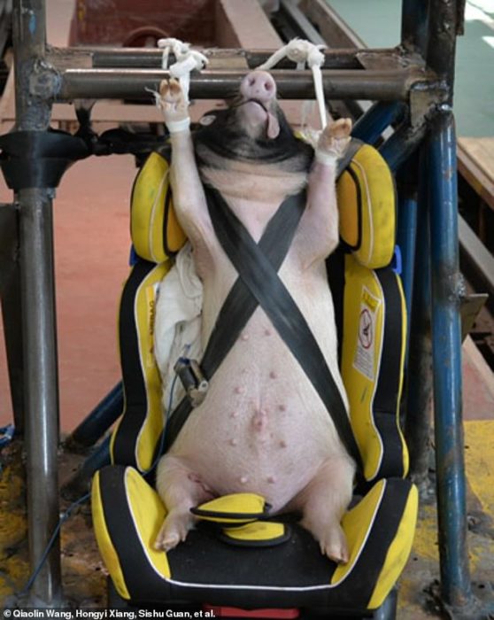 Élő sertéseket használtak kínai kutatók az állatkísérletben