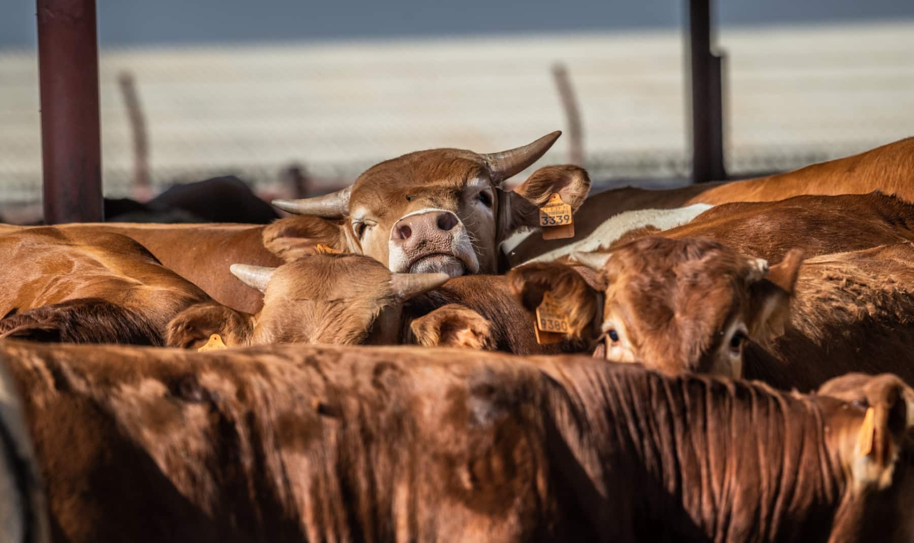 Húsipari marhák Izraelben - állattenyésztés klímváltozás