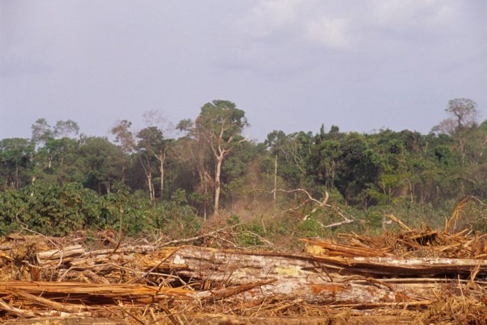 Hogyan járul hozzá a pálmaolaj az esőerdők irtásához?