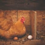 Miért nem vegán a tojás? Miért nem esznek tojást a vegánok?