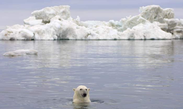 Jegesmedve klímaváltozás