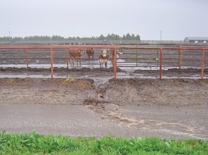 Vízpazarlás és vízszennyezés az állattenyésztésben