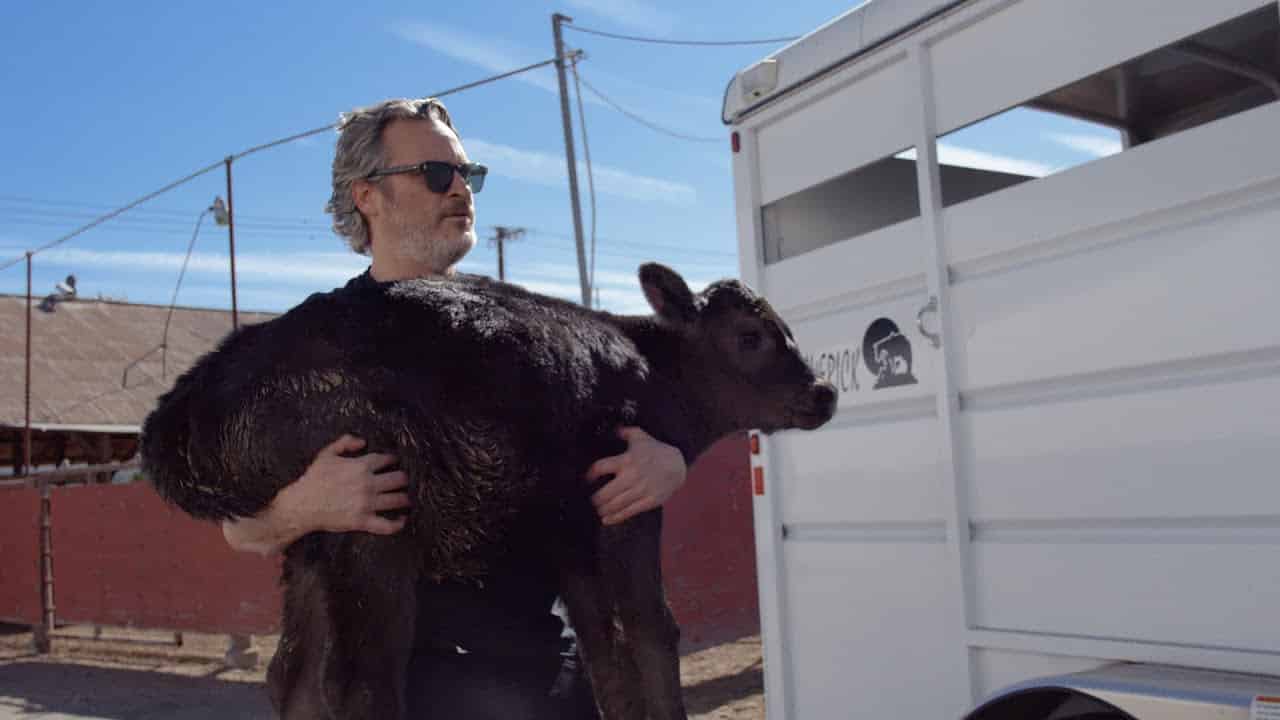 Joaquin Phoenix megmentett egy tehenet és borját a vágóhídról