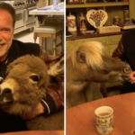 Schwarzenegger vegán ételeket eszik a barátaival, hogy elkerülje a koronavírust