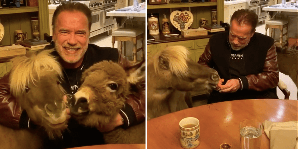 Arnold Schwarzenegger vegán ételeket eszik a koronavírus ellen - prove.hu