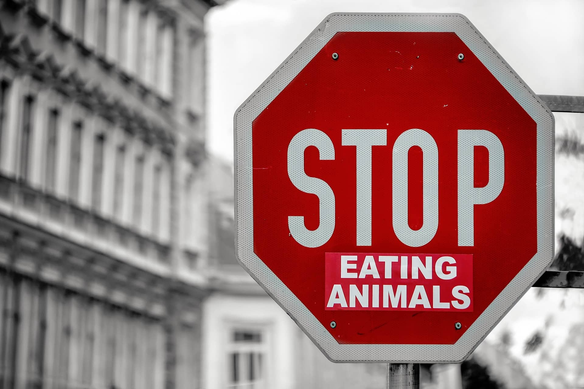 Stop Eating animals tábla