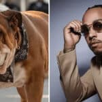 Lewis Hamilton kutyája a vegán tápoktól gyógyult meg