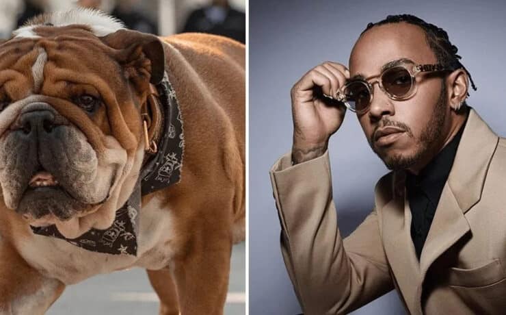Lewis Hamilton kutyája a vegán tápoktól gyógyult meg
