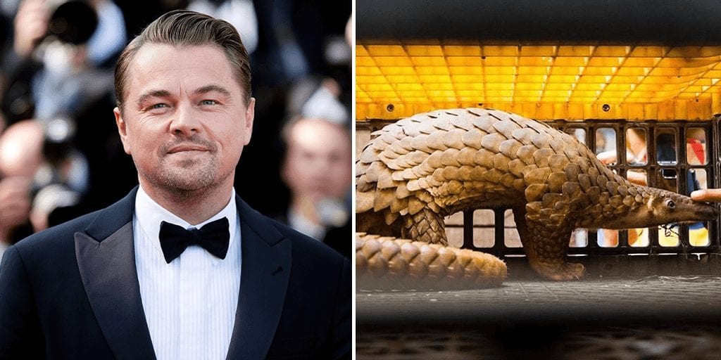 Leonardo-DiCaprio-szerint-be-kell-tiltani-a-vadállat-kereskedelmet