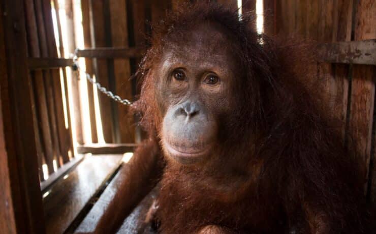6 év rabszolgaság után kiszabadult és újra a társaival lehet Amy, az orángután