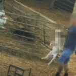 Ütik, megtapossák és lefejezik a kecskéket egy híres tejipari farmon – rejtett kamerás felvétel