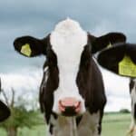A legnagyobb tejipari cégeknek akkora a károsanyag-kibocsátása, mint az egész Egyesült Királyságnak