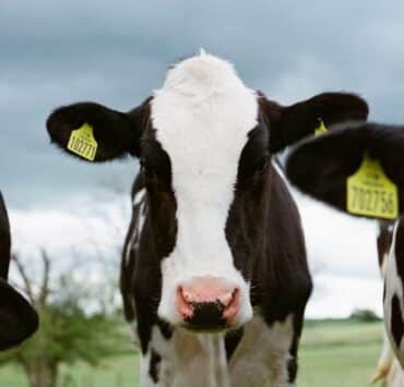 A tejipari tehenek és a klímaváltozás kapcsolata