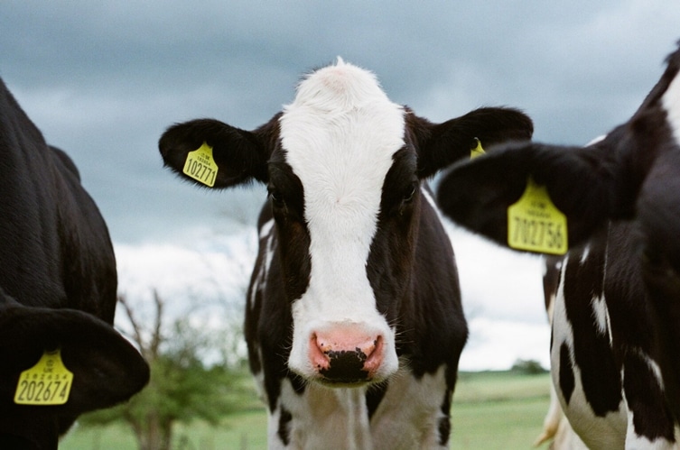A tejipari tehenek és a klímaváltozás kapcsolata