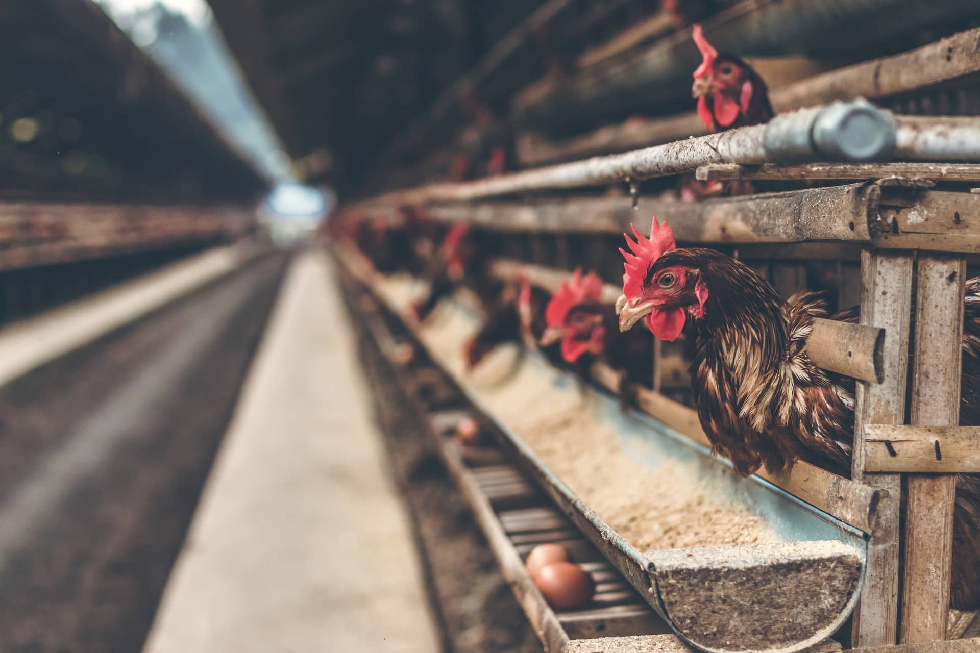 Bezárt egy csirkefarm a koronavírus miatt