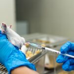 Lassíthatják-e a COVID-19 vakcina fejlesztését az állatkísérletek?