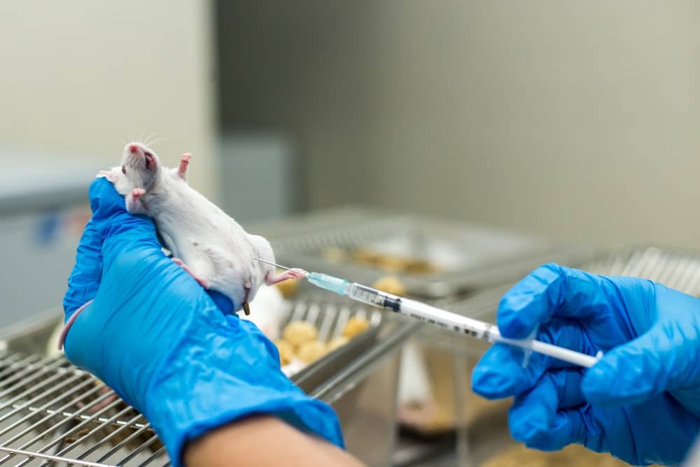 Állatkísérletek a covid-19 vakcina érdekében