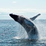 Egy új technológia több tucat bálnát menthet meg a hajókkal való összeütközéstől